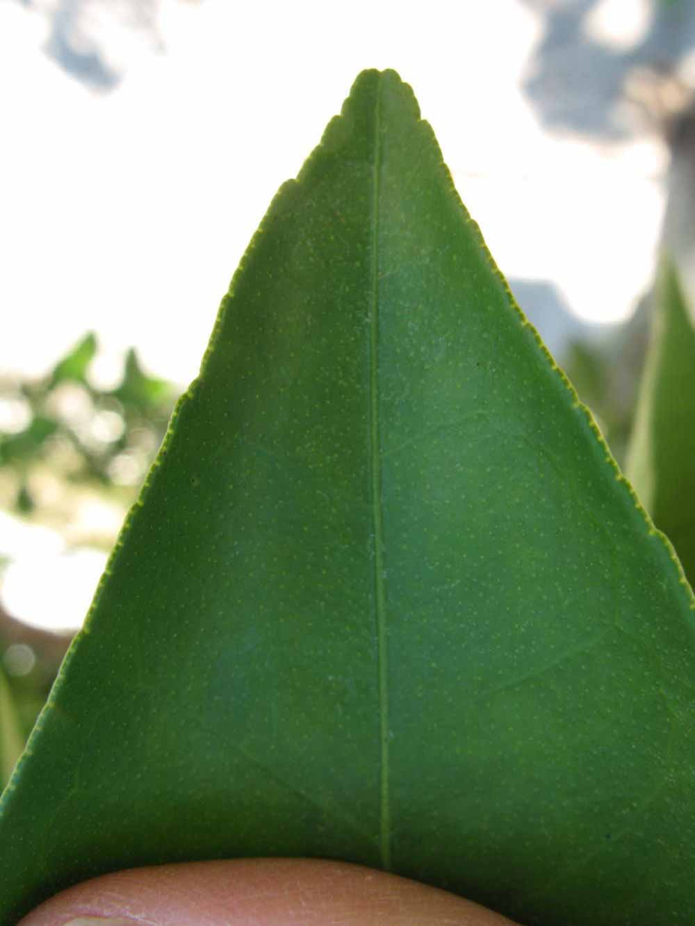              Margin (Winter Haven, FL)       